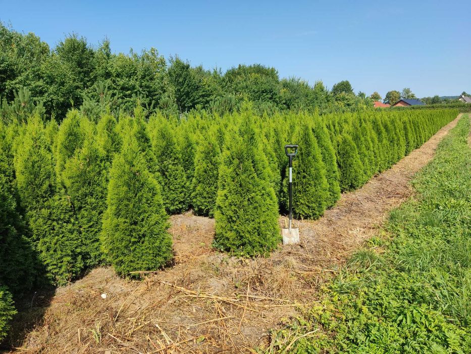 Tuje Szmaragd Wysokie 1,6 m 2m 2,2m 2,4m ŚLĄSK dostawa gratis  SADZIMY