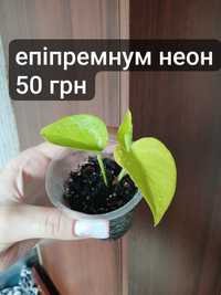 продам рослини вазони епіпремнум ктенанта фікус традесканція красула к