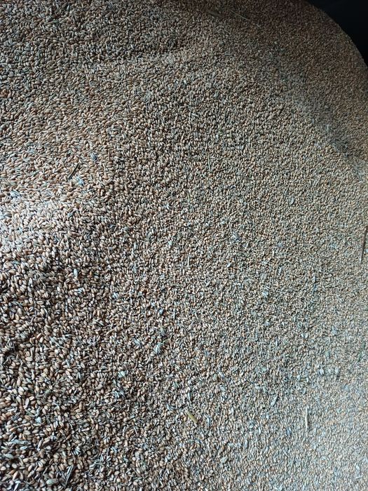 Pszenica Ozima Bataja