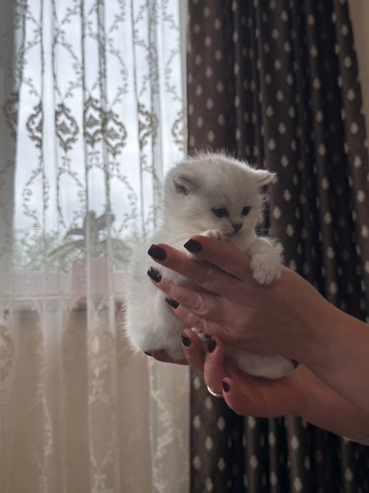 Шотландська мраморно срібна шиншила кошенята котенята котик