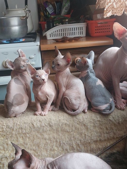 Канадские сфинксы и эльфы