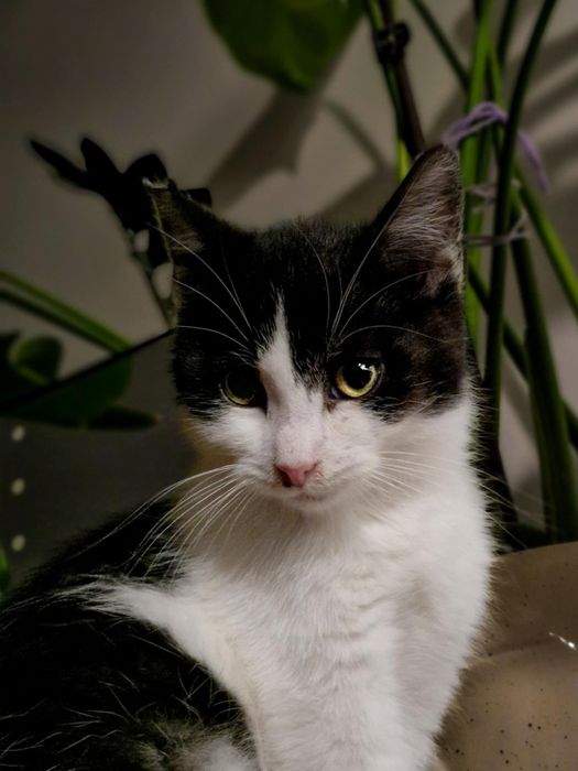 Koty do adopcji- Modi i Nana