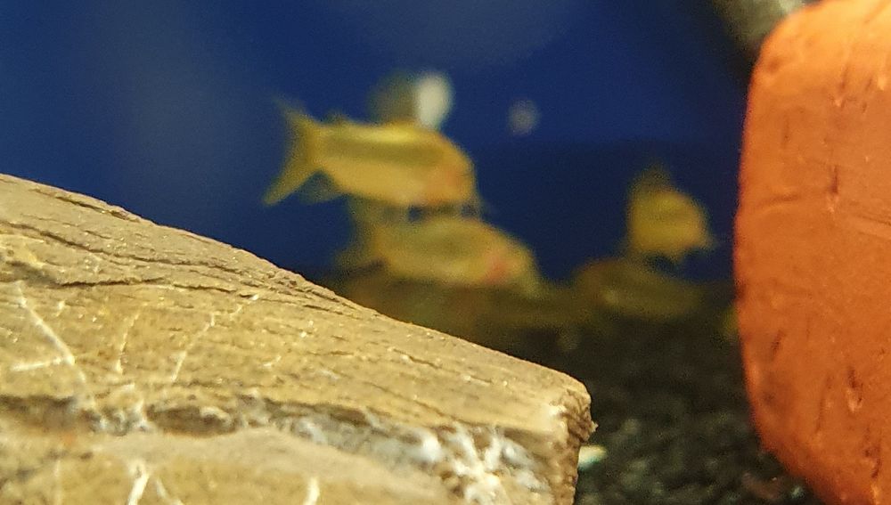 Kirys Gold Laser Kraków (Swoszowice)