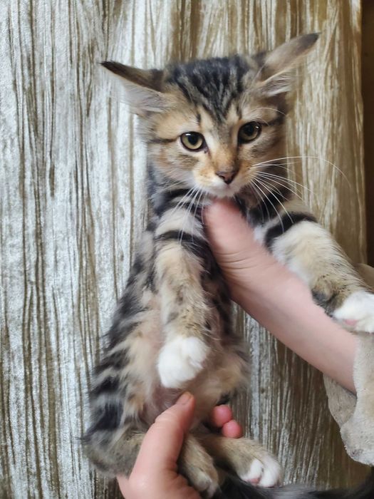 Безкоштовно кошенято 3 місяці