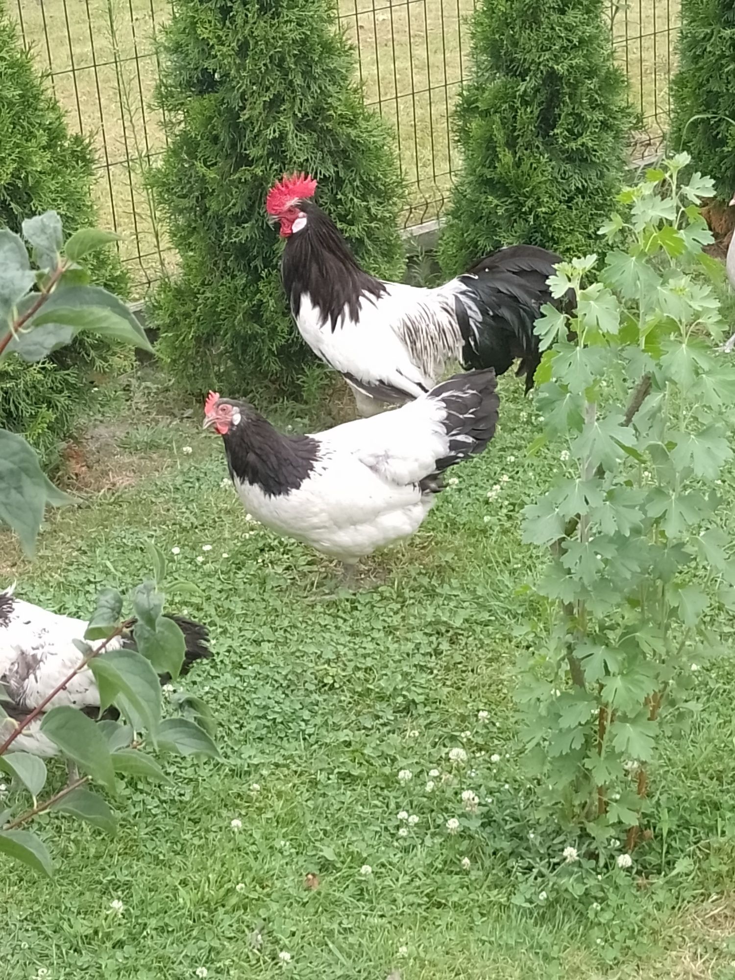 Sprzedam jaja lęgowe kur Lakenfelder