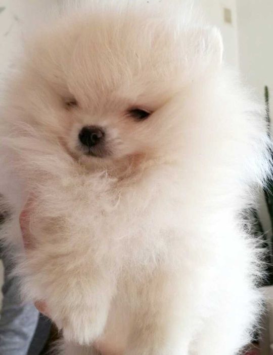 Szczenięta pomeranian szpic miniaturowy puchate, krótkie pyszczki