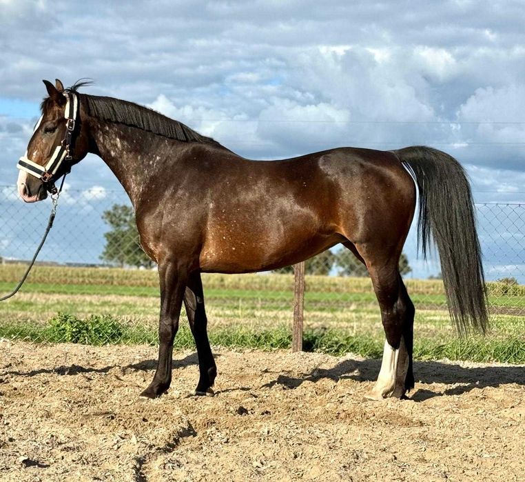 Tarantowata klacz SP, 9 lat