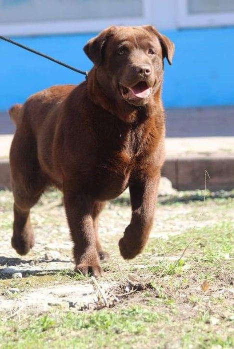 Шоколадный лабрадор