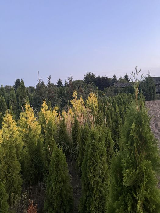 Thuja Likwidacja szkółki drzew i krzewów ozdobnych! Okazyjne ceny!