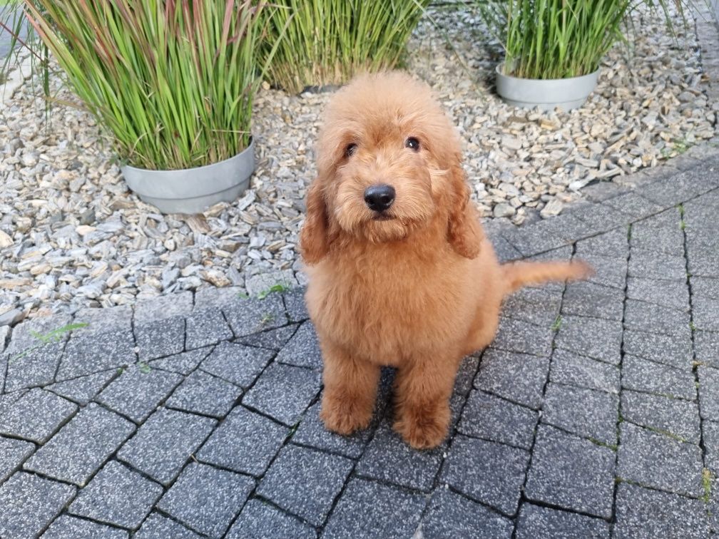 Golden Retriever Goldendoodle MINI Pudel miniaturowy PIESEK
