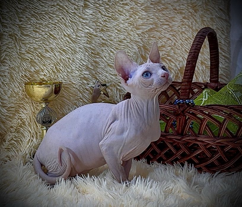 Разноглазый Канадский сфинкс, клуб родословная WCF, доставка заграницу