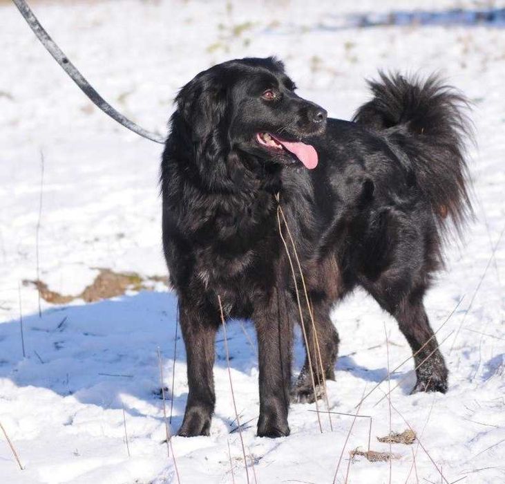 Ріана – чорна собако-пантерка, яка шукає родину!