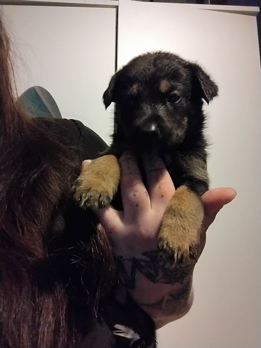 Oddam za darmo szczeniaczki