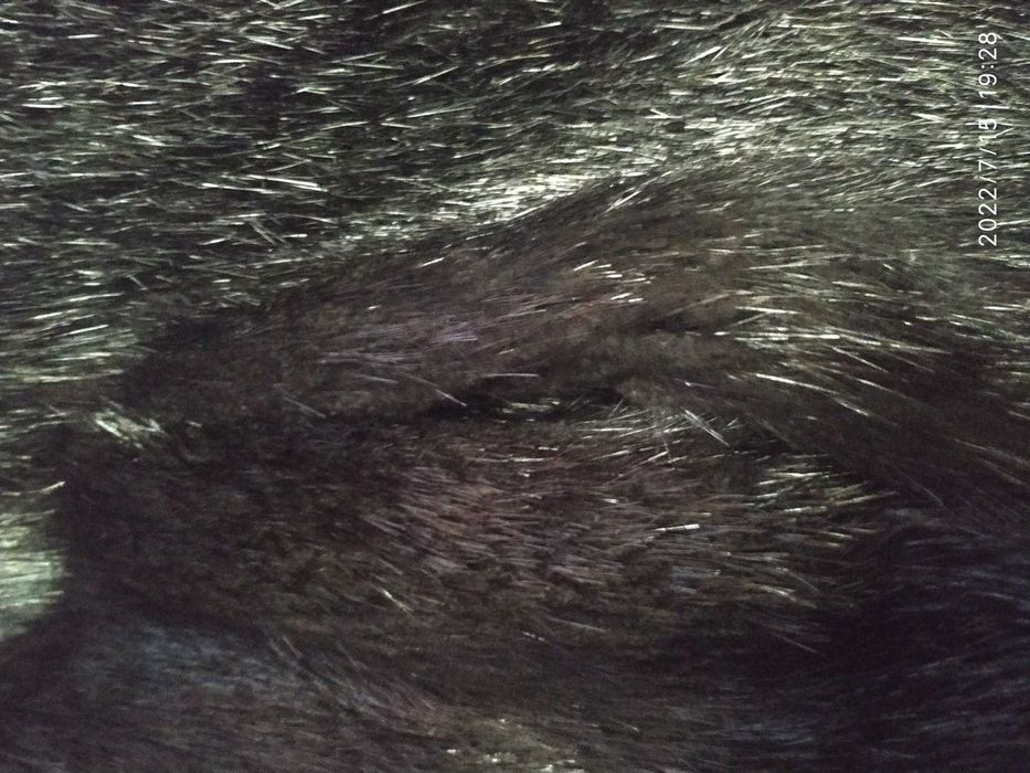 Абсолютно новая натуральная шуба