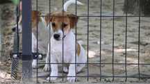 Jack Russell Terrier z hodowli " BREFIO"/bad. genetyczne