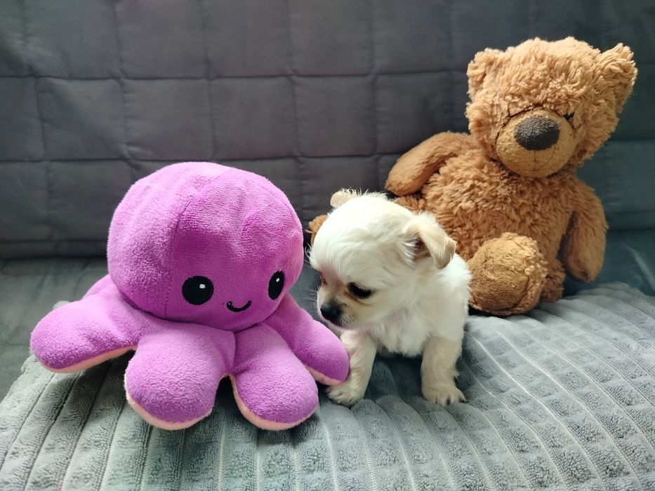 Sprzedam pieska chihuahua długowłosy