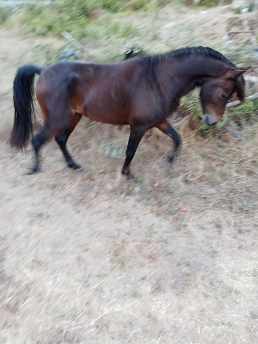 Poney wells com 3 anos