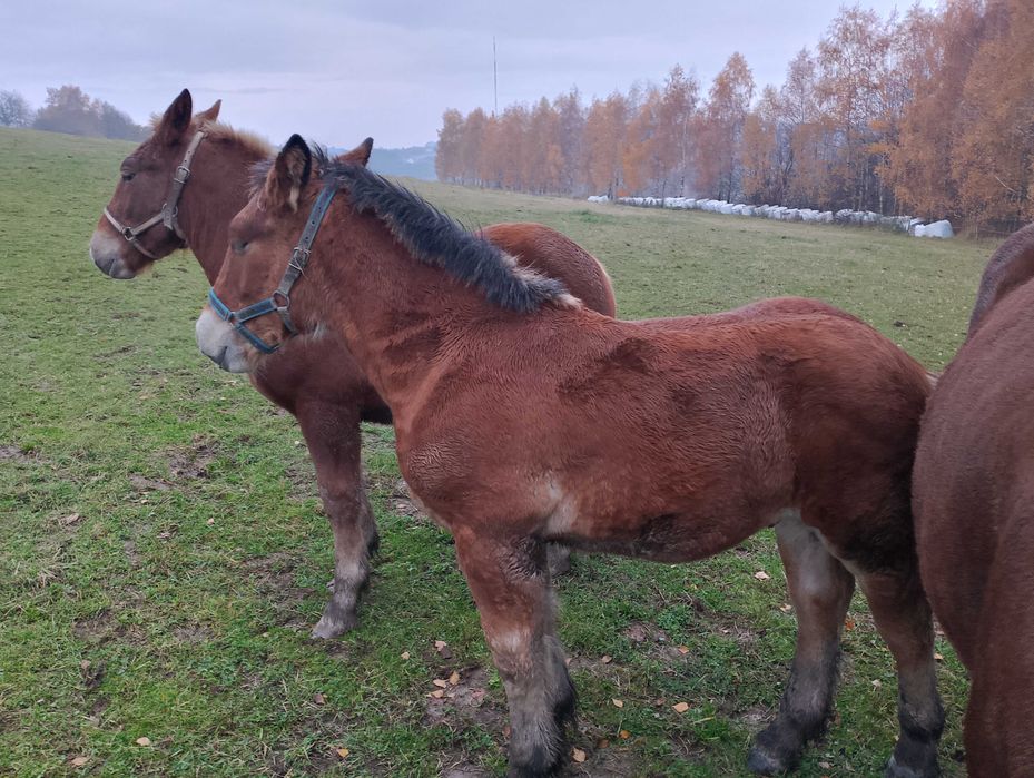 Sprzedam ogierka zimnokrwistego po dobrych rodzicach