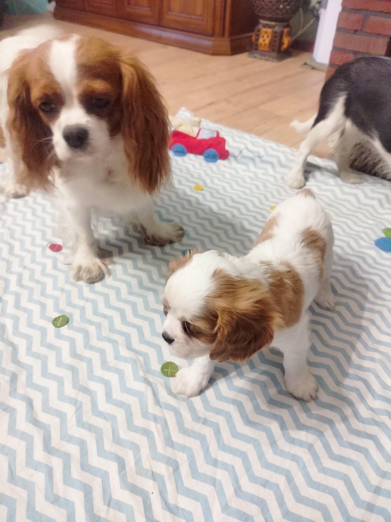 Cavalier King Charles Spaniel -  przepiękny piesek Eddie