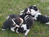 Cudowny szczeniak Beagle.