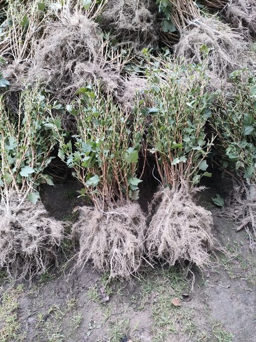 Sadzonki porzeczki czarnej