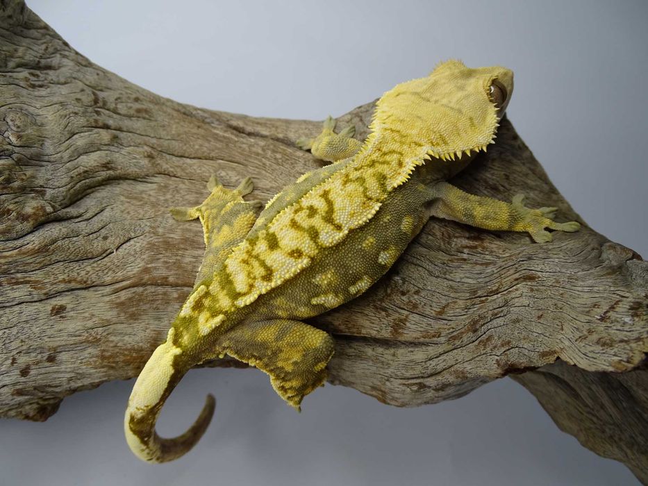 Gekon Orzęsiony samica Harlequin