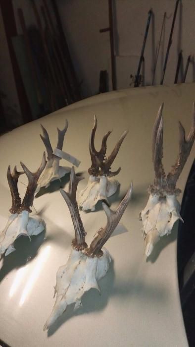 роги косулі європейської