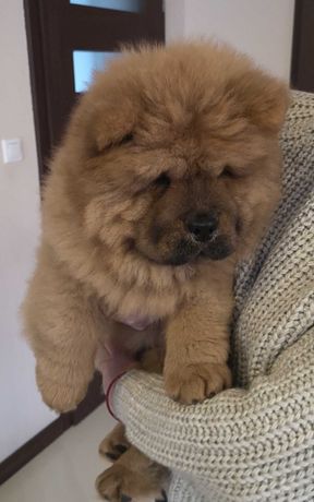 chow chow -FCI ZKwP