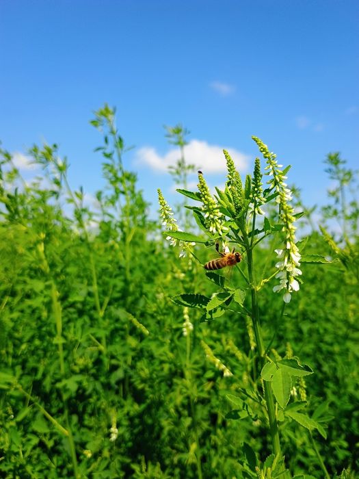 Nostrzyk biały dwuletni
