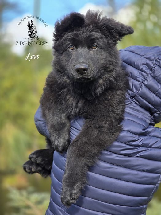 Owczarek Staroniemiecki - Piesek - do odbioru - 11 tygodni