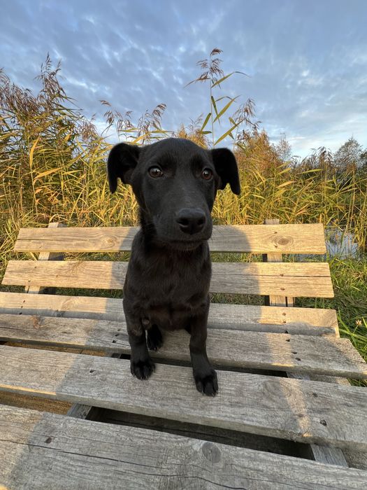 Віддам у добрі руки