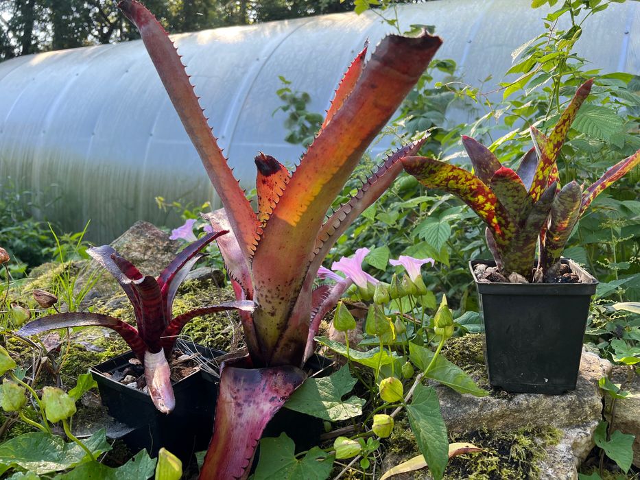 Neoregelia bromelia tillandsia