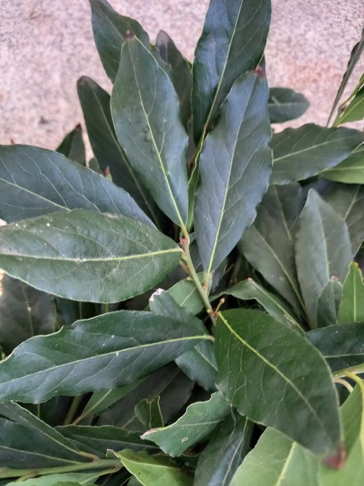 Folhas de loureiro especiaria