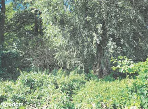 Syndyk sprzeda działkę rekreacyjną Pieniążkowo