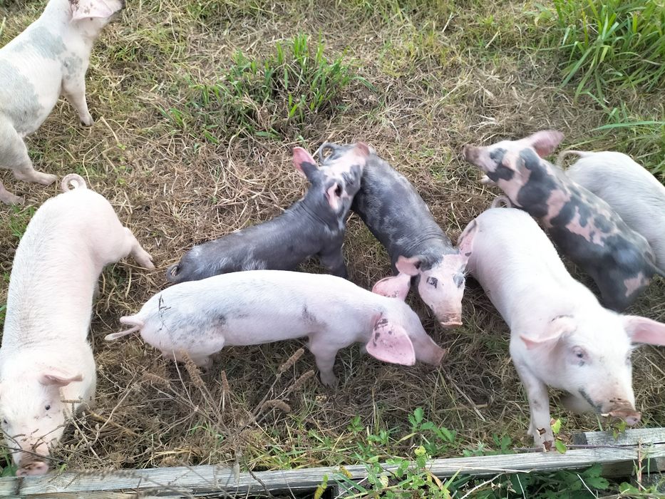 LEITÕES para Recria/Assar E 2 PORCAS reprodutoras