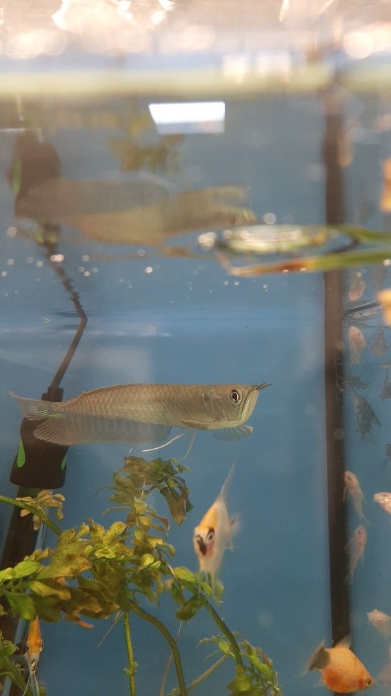 Arowana w PAWIK.PL sklep zoologiczny