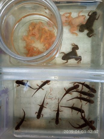 Лягушка аквариумная и другие земноводные