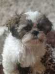Sprzedam sunię shih tzu