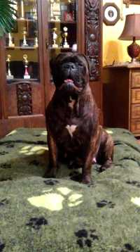 Bullmastiff - zapowiedź miotu