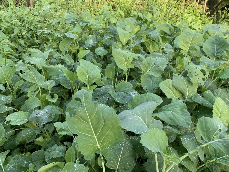 Couves nabiça fresca e bararata