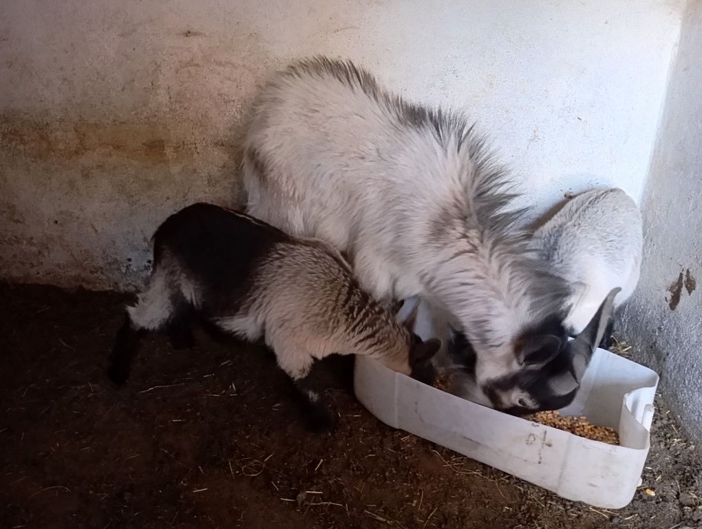 Cabras anãs machos