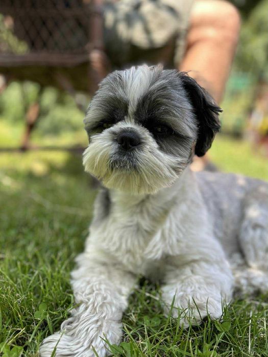 Reproduktor Shih tzu Tricolor