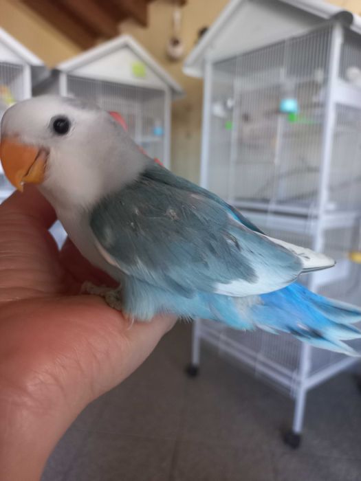 Agarponis domesticados 2025