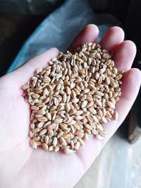 Пшениця озима врожай 2023