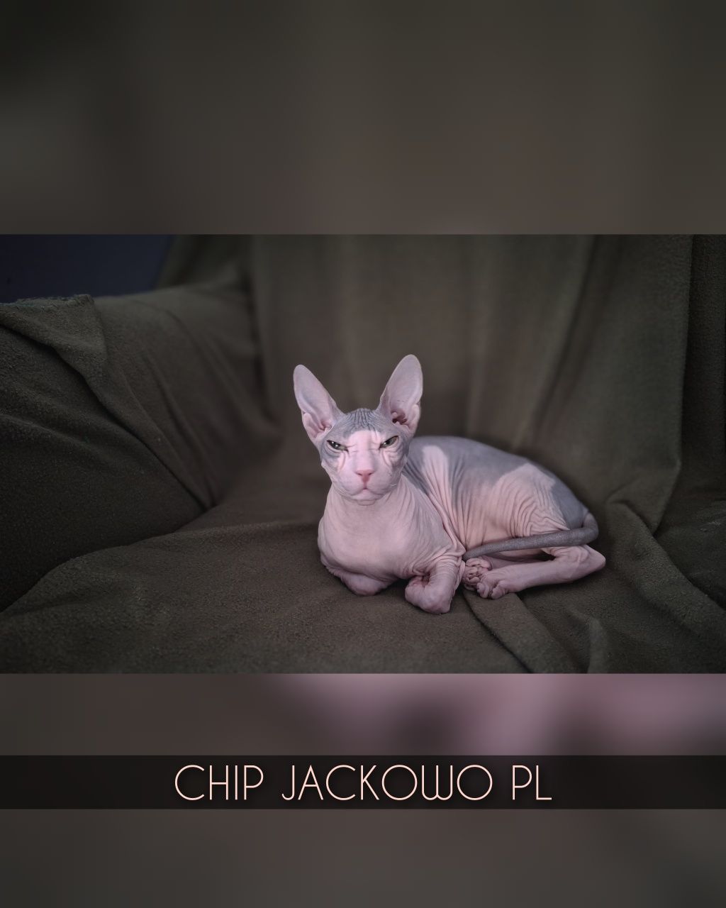 Sfinks Doński/Don Sphynx, CHIP - piękny kocurek bikolor, miot C.