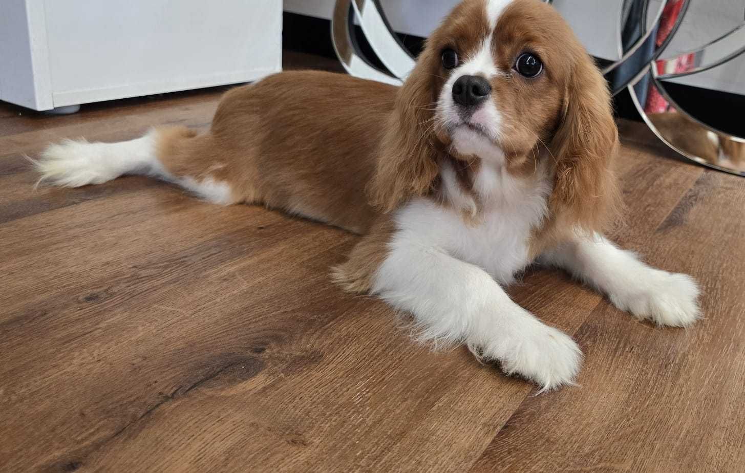 Cavalier King Charles Spaniel Samiec Do Odbioru Komplet Szczepien