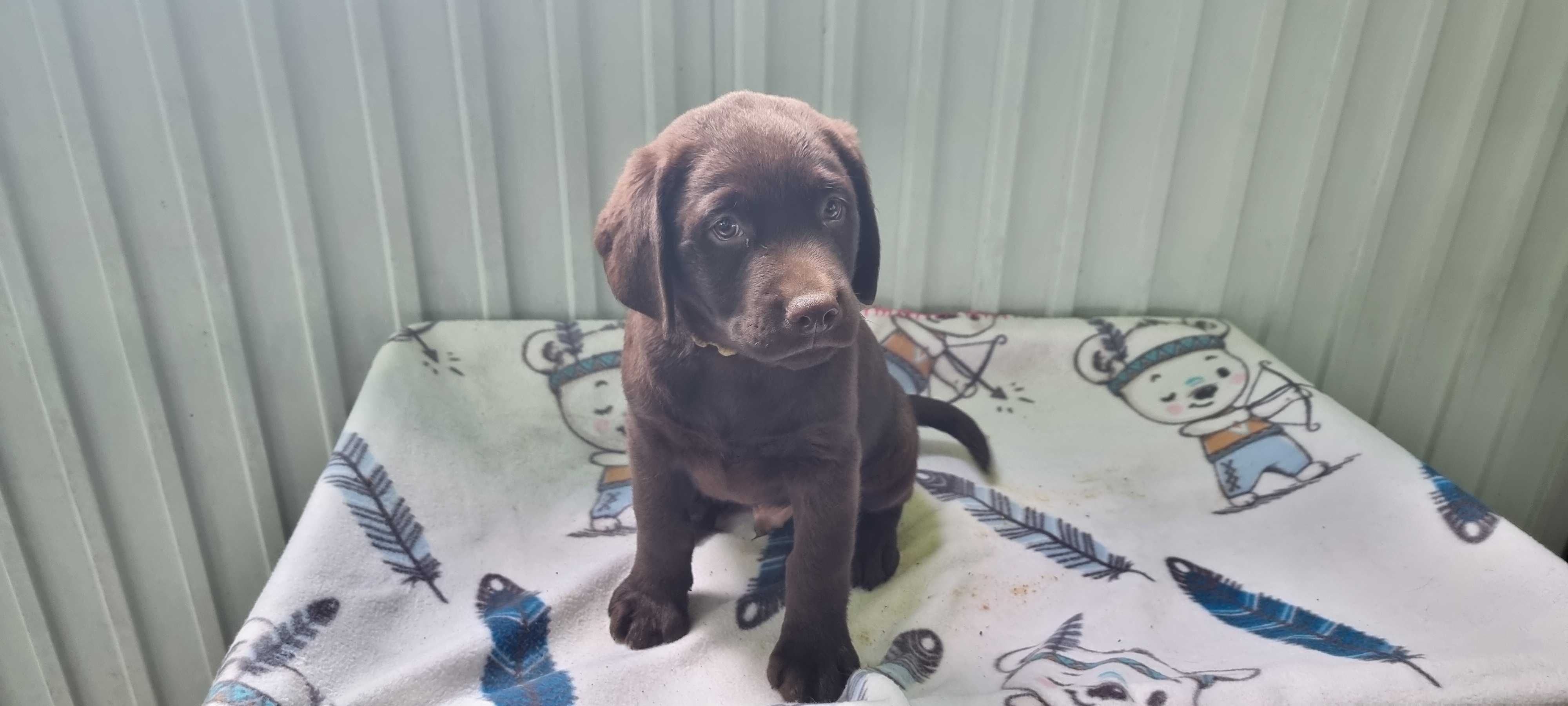 Labrador Chocolate Macho com Lop