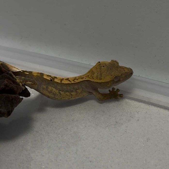 gekon orzęsiony XS/S GRUBY KOCUR sklep zoologiczny rzeszów