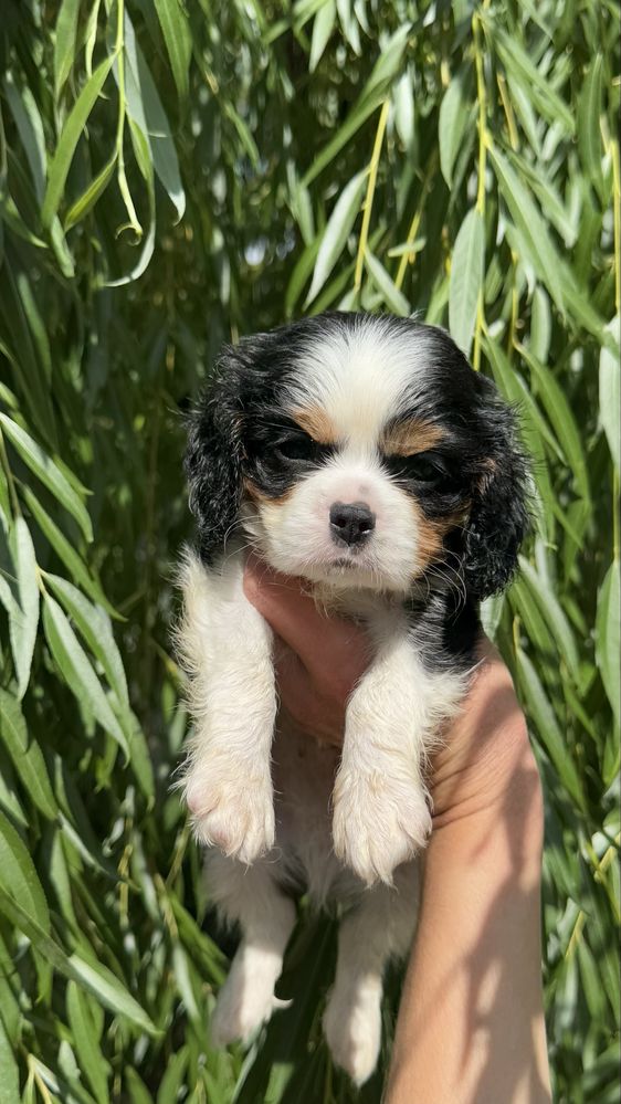 Cavalier king charles spaniel chlopak samiec
