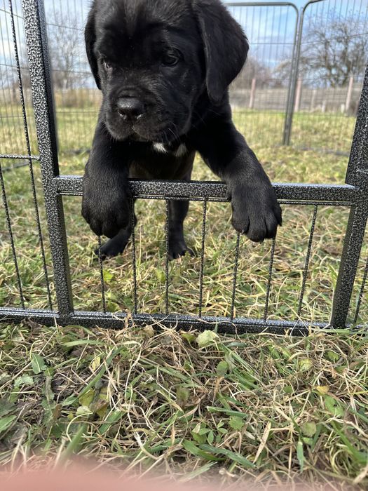 Хлопчик Кане-корсо 2місяці чорний